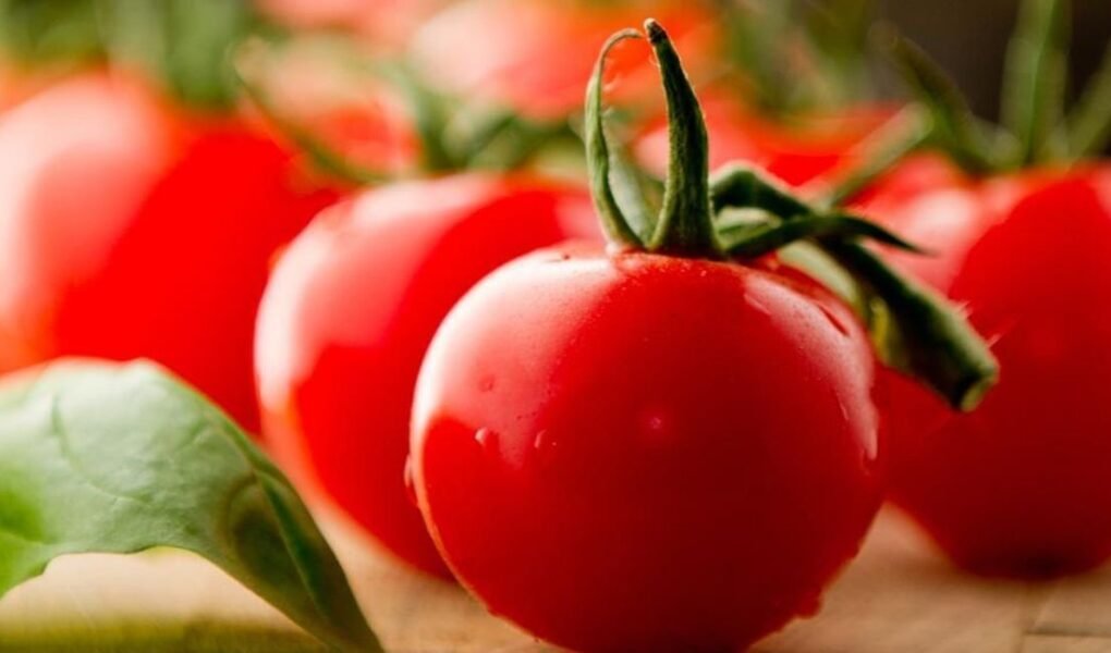 plantar tomate em casa