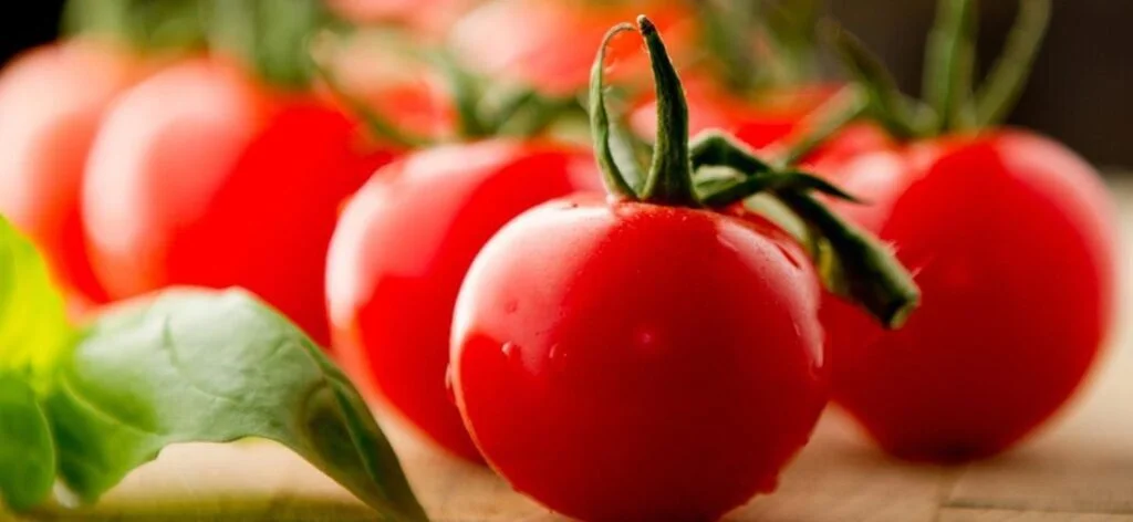 plantar tomate em casa