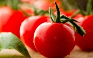 plantar tomate em casa