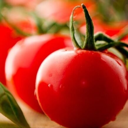 plantar tomate em casa