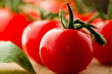 plantar tomate em casa