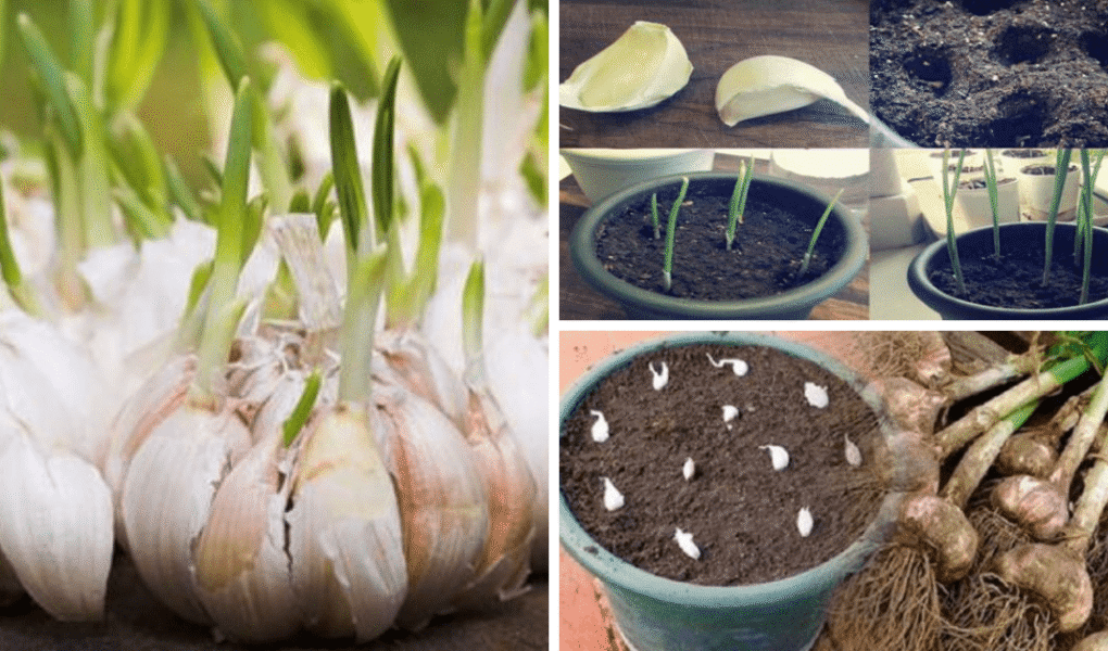 Aprenda a plantar alho em casa Aprenda a plantar alho em casa