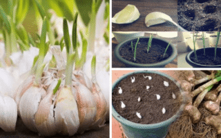 Aprenda a plantar alho em casa