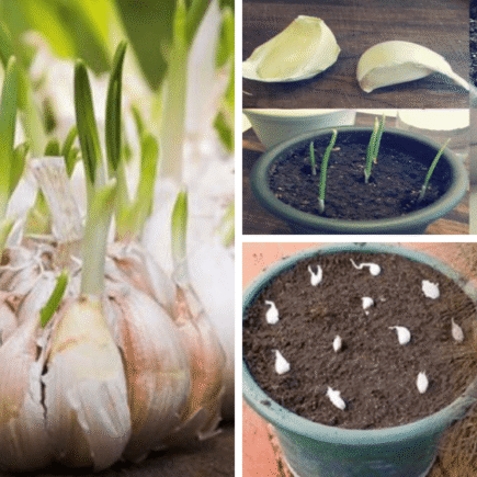 Aprenda a plantar alho em casa