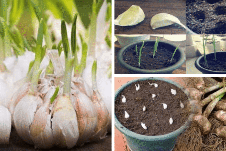 Aprenda a plantar alho em casa