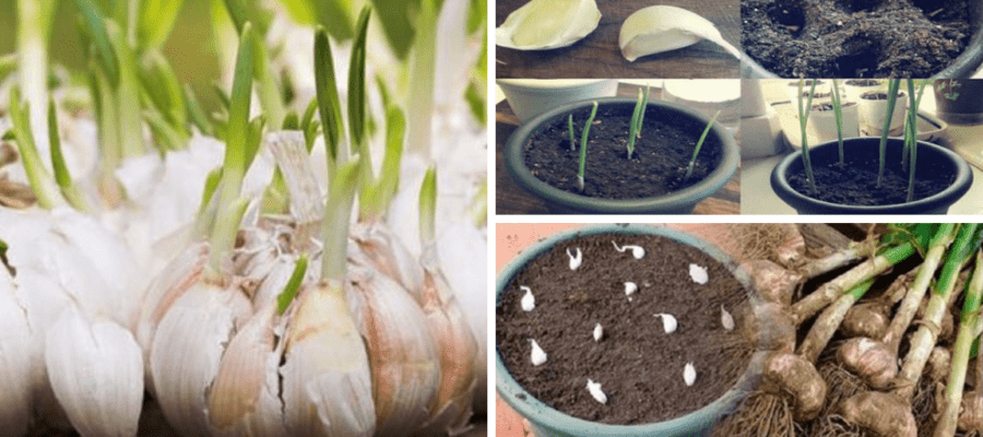 Aprenda a plantar alho em casa
