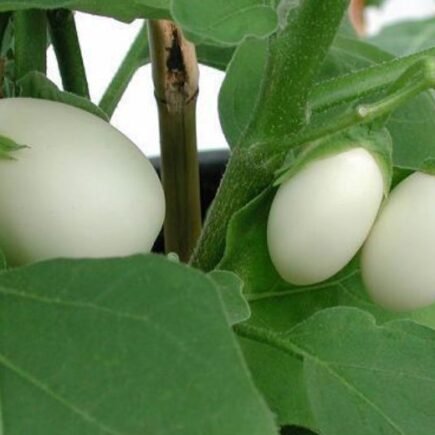 Você sabe o que é a Solanum ovigerum ? Cd398c4a Bfd7 4055 A100 874f7ea391e7 Original 1024x520 1 435x435