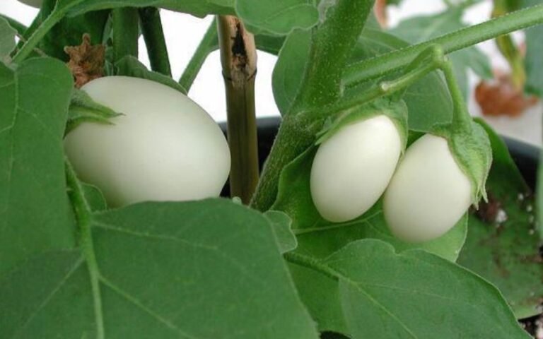 Você sabe o que é a Solanum ovigerum ? Cd398c4a Bfd7 4055 A100 874f7ea391e7 Original 1024x520 1 768x480