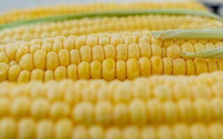 Corn 5199393 1280 320x200