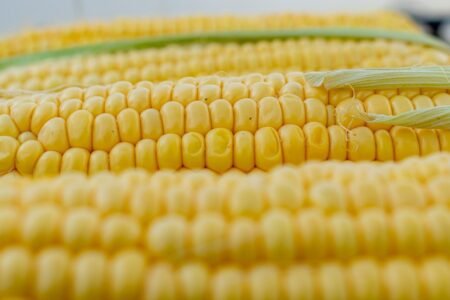 Corn 5199393 1280 450x300