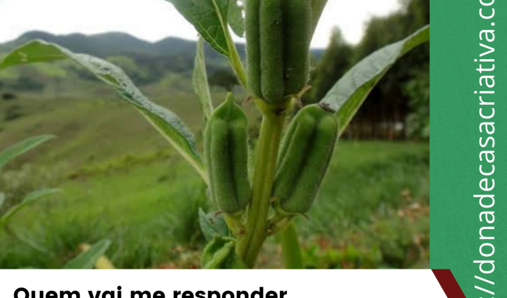 Quero ver você dizer, isso é pé de que? isso é pé de que?