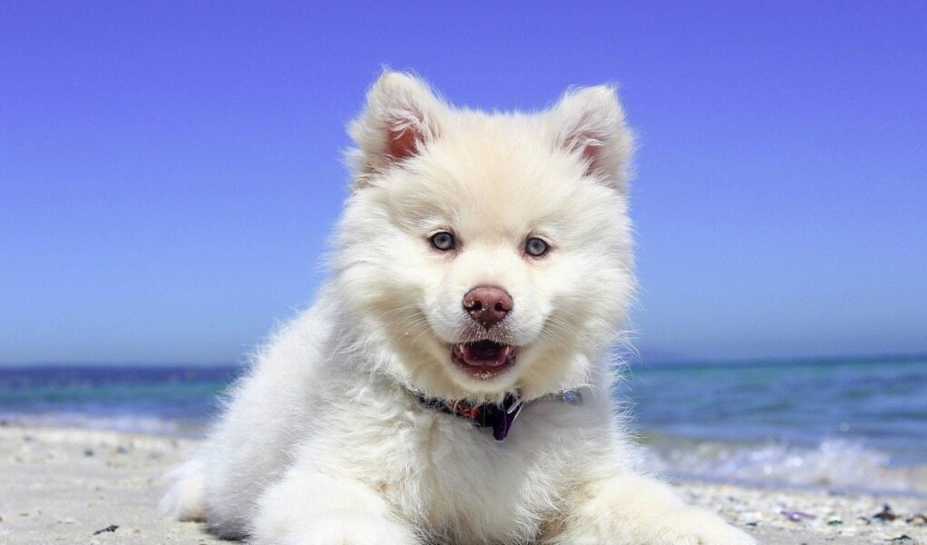 Nomes de cachorro masculino e feminino