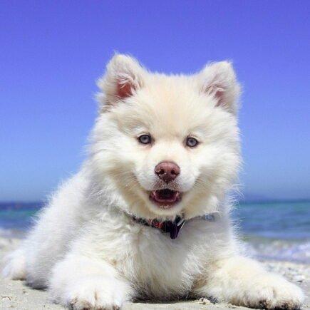 Nomes de cachorro masculino e feminino