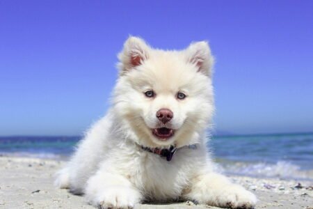 Nomes de cachorro masculino e feminino