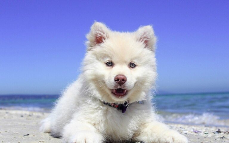 Nomes de cachorro masculino e feminino