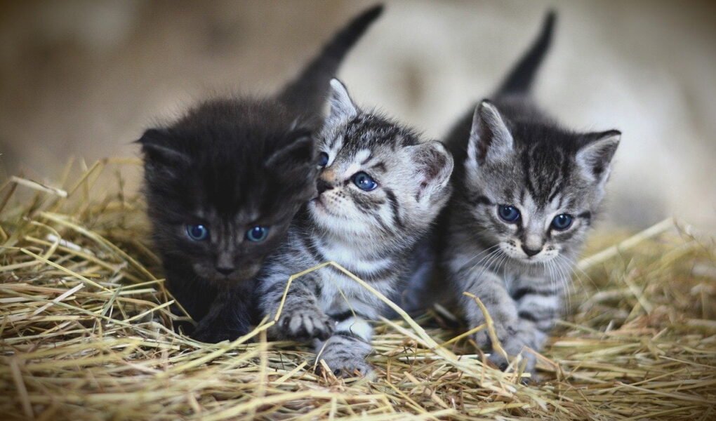 como fazer brinquedos para gatos