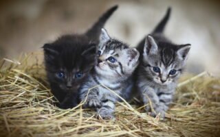 como fazer brinquedos para gatos