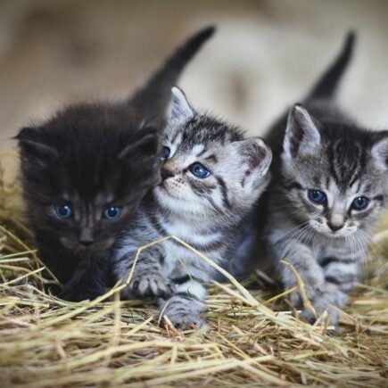 como fazer brinquedos para gatos