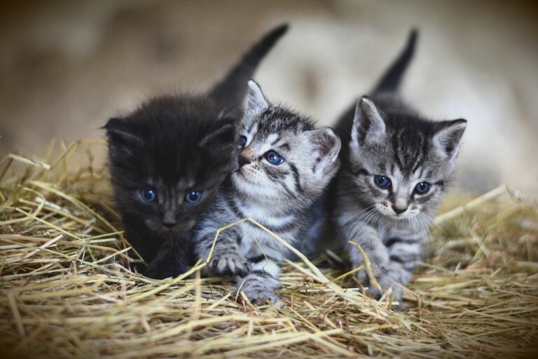 como fazer brinquedos para gatos