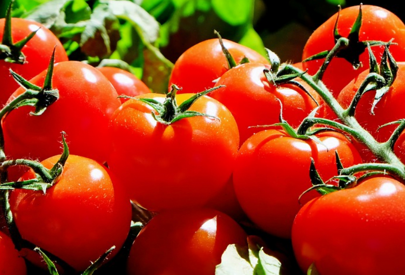 plantar tomate em garrafa pet