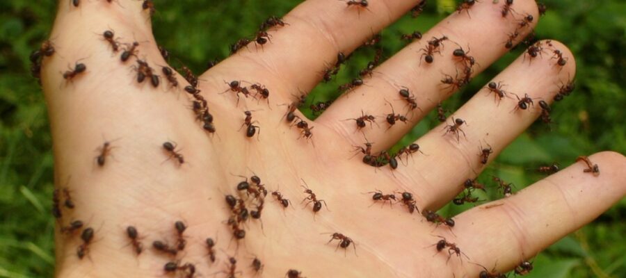 como eliminar formigas
