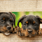 cheiro de cachorro