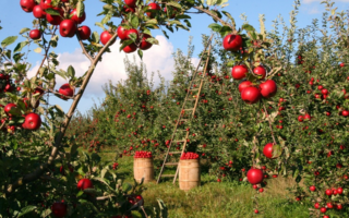 Épocas das frutas