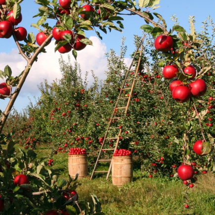 Épocas das frutas: saiba quando é o melhor momento para consumi-las Épocas das frutas