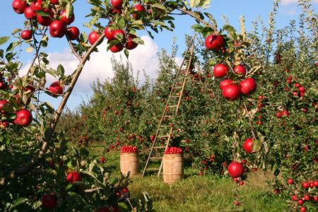 Épocas das frutas