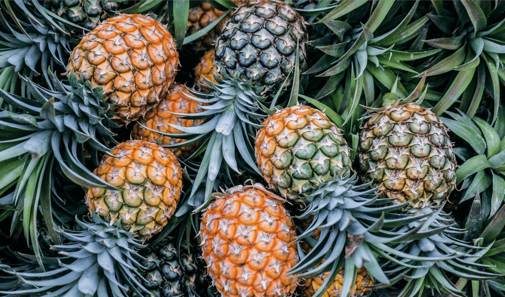 Aprenda a plantar abacaxi em casa plantar abacaxi em casa