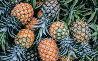 plantar abacaxi em casa