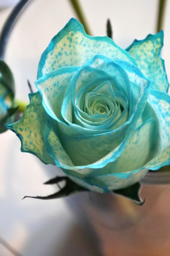 image 11 Descubra a Beleza Única: Imagens de Rosas que Você Nunca Viu