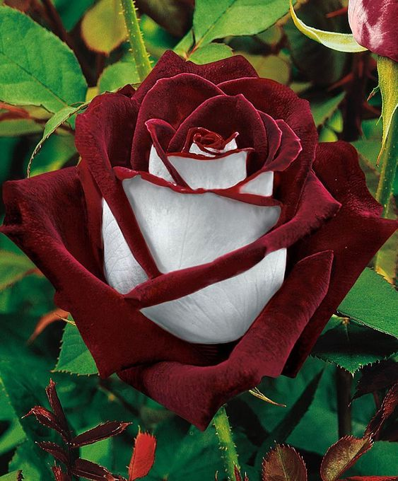 image Descubra a Beleza Única: Imagens de Rosas que Você Nunca Viu