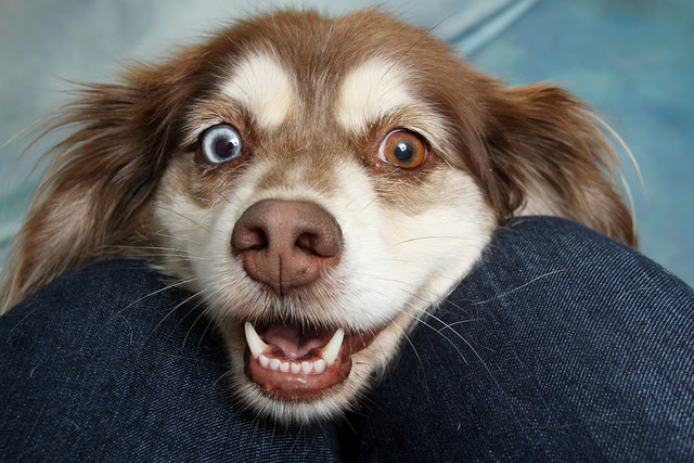 Nomes de Cachorros de A a Z - Encontre o Nome Perfeito para Seu Amigo de Quatro Patas