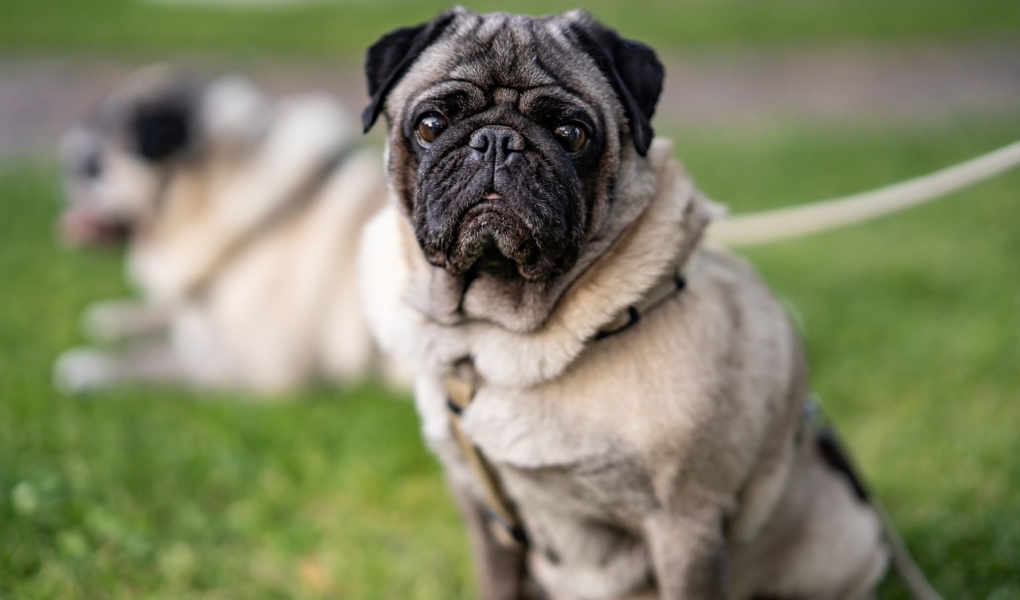 Nomes de Cachorros de A a Z - Encontre o Nome Perfeito para Seu Amigo de Quatro Patas Nomes de Cachorros de A a Z - Encontre o Nome Perfeito para Seu Amigo de Quatro Patas