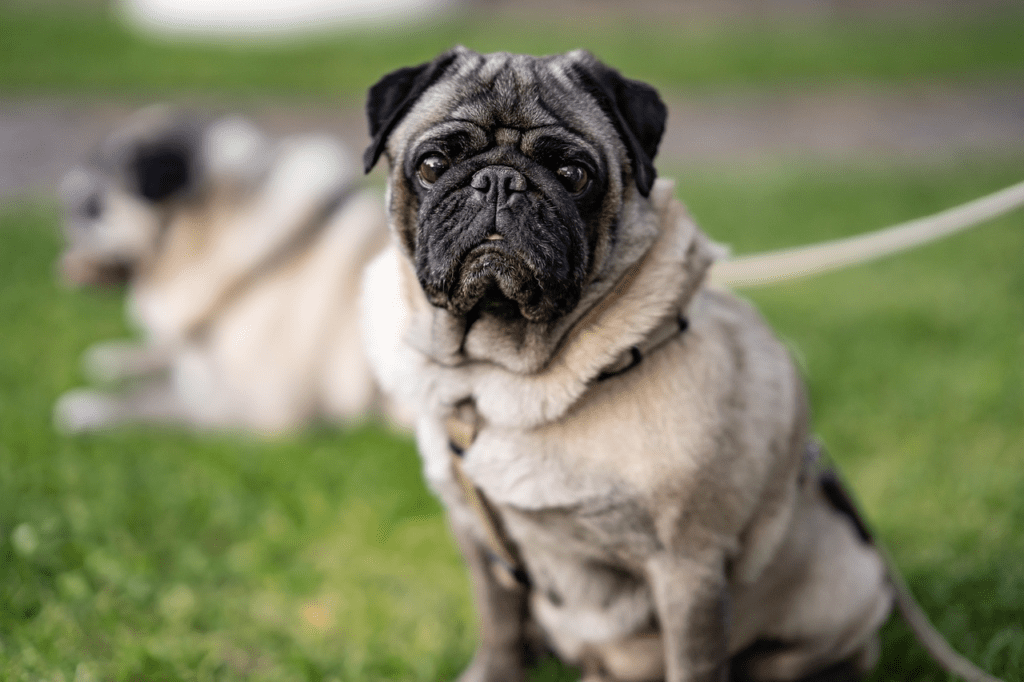 Nomes de Cachorros de A a Z - Encontre o Nome Perfeito para Seu Amigo de Quatro Patas