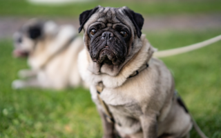 Nomes de Cachorros de A a Z - Encontre o Nome Perfeito para Seu Amigo de Quatro Patas