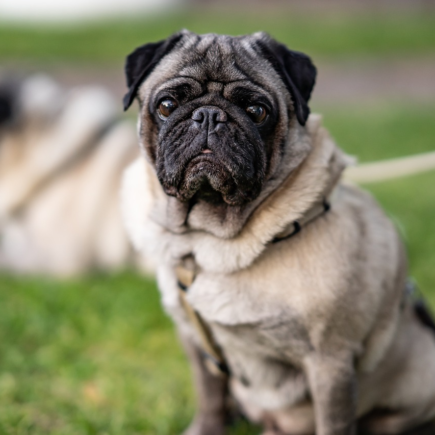 Nomes de Cachorros de A a Z - Encontre o Nome Perfeito para Seu Amigo de Quatro Patas Nomes de Cachorros de A a Z - Encontre o Nome Perfeito para Seu Amigo de Quatro Patas