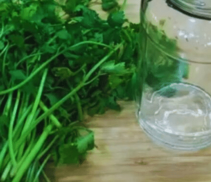 Como Conservar Coentro ou Salsa Fresca por Mais Tempo Conservar Coentro ou Salsa