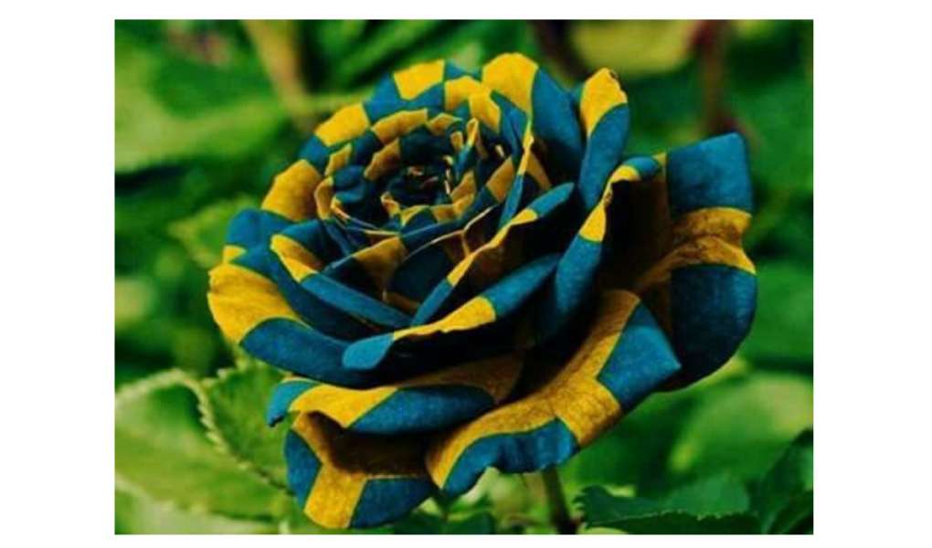 Descubra a Beleza Única: Imagens de Rosas que Você Nunca Viu