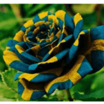 Descubra a Beleza Única: Imagens de Rosas que Você Nunca Viu Descubra a Beleza Única: Imagens de Rosas que Você Nunca Viu