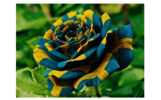Descubra a Beleza Única: Imagens de Rosas que Você Nunca Viu