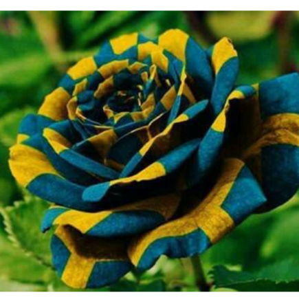 Descubra a Beleza Única: Imagens de Rosas que Você Nunca Viu