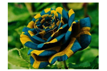 Descubra a Beleza Única: Imagens de Rosas que Você Nunca Viu Descubra a Beleza Única: Imagens de Rosas que Você Nunca Viu