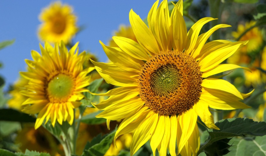 Nomes de flores e seus significados