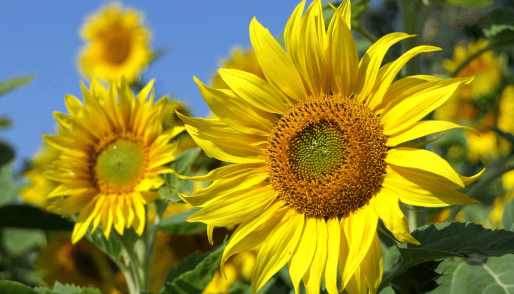 Nomes de flores e seus significados