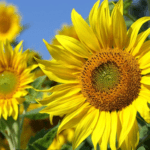 Nomes de Flores e seus significados encantadores Nomes de flores e seus significados