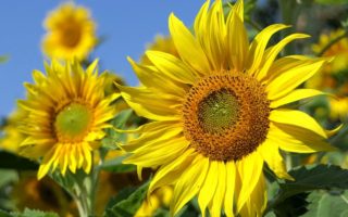 Nomes de flores e seus significados