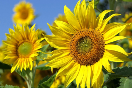 Nomes de flores e seus significados