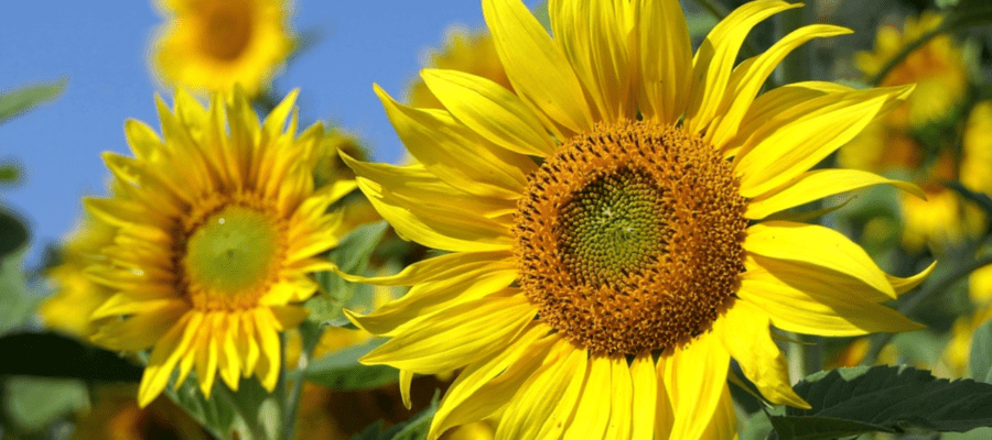 Nomes de flores e seus significados